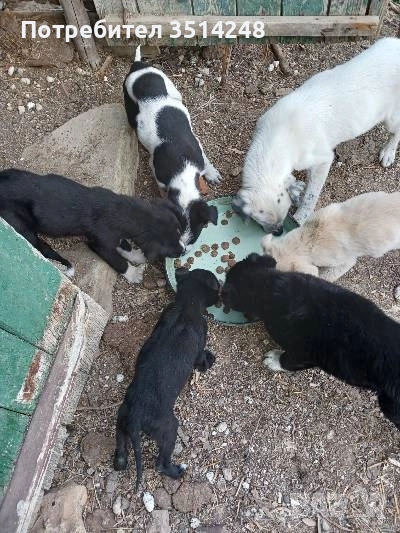 Бордър коли, снимка 1