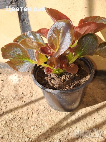 Градинска бегония , снимка 6 - Градински цветя и растения - 54237980