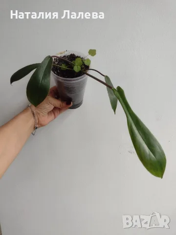 Филодендрон, philodendron Joepii