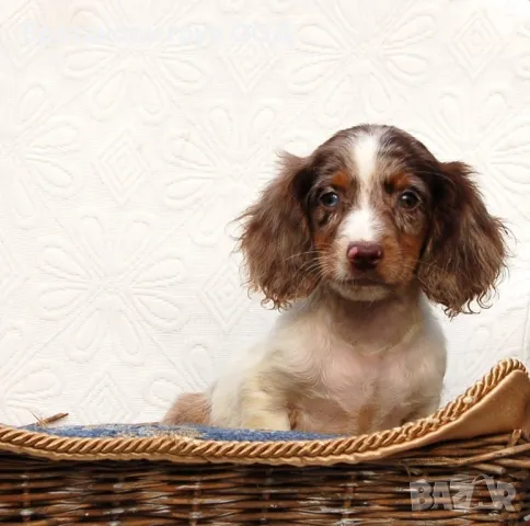 Дългокосмести Дакели , снимка 5 - Дакели - 49009082