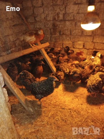 Продавам пилета на 2 месеца Супер Харко и Доминат снасят цветни яйца, снимка 4 - Кокошки и пуйки - 53517522
