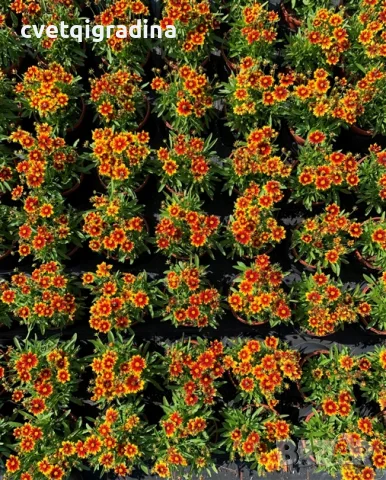 Coreopsis SunKiss (Кореопсис слънчева целувка), снимка 4 - Градински цветя и растения - 55817405