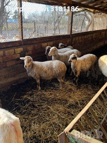 Продавам овце, снимка 2 - Овце - 52847784