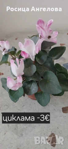 Хоя, зефирантес, драцена, детелина, кливия, кактус, снимка 7 - Стайни растения - 53239789