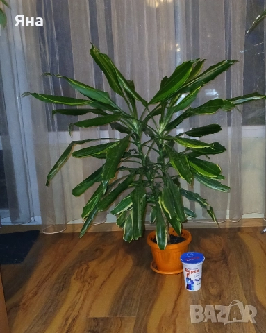 Драцена Фрагранс