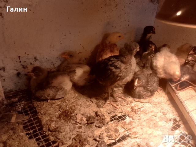 Пилета-дворни, снимка 5 - Кокошки и пуйки - 44682870