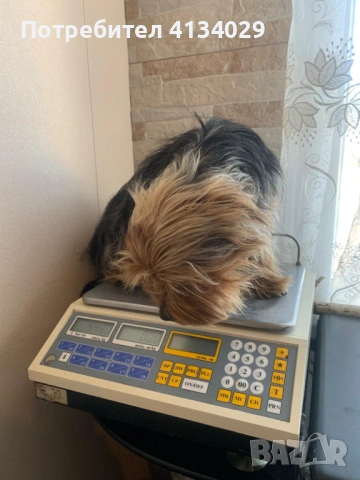 Две мини Йорки мъжки на 1 година и един стандартен мъжки, снимка 4 - Йоркширски териер - 53227851