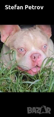 Френски булдог , снимка 9 - Френски булдог - 52351352