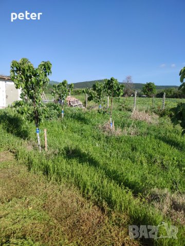 Овощна градина , снимка 9 - Земеделска земя - 38065060