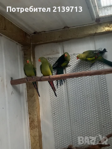 Продавам млади Планински папагали , снимка 3 - Папагали - 50833100