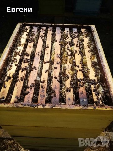 Чист натурален Пчелен мед в тенекии, снимка 3 - Пчелни продукти - 35254336