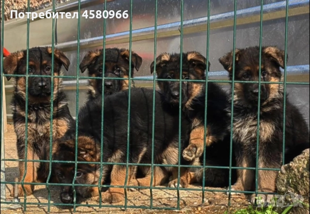 Елитни Немски Овчарки , снимка 4 - Немска овчарка - 51968712