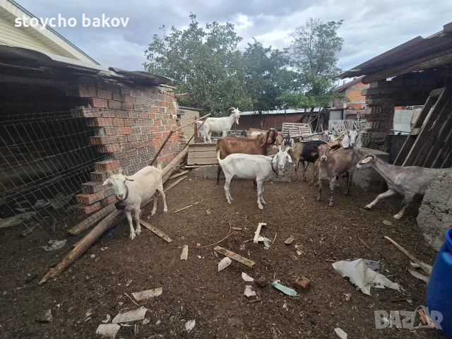 Продавам крави и кози, снимка 3 - Крави - 56183358