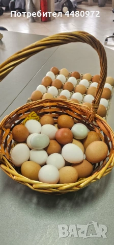 Продавам домашни яйца от различни породи кокошки