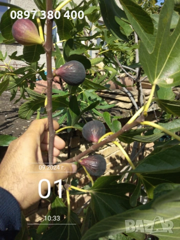 дръвчета смокиня сортове " Кръгла от Бордо " и  "Черна от Бурса" 