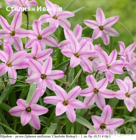 Ифейон – розов (Ipheion uniflorum 'Charlotte Bishop') – луковици