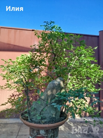 Бонсай заготовка тип гора от Бряст , снимка 15 - Градински цветя и растения - 51471172