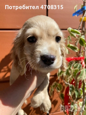 Кокер шпаньол момченце 2 ваксини