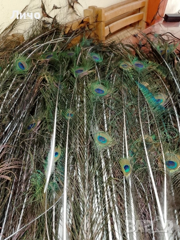 пера от паун , снимка 3 - Други - 54351515