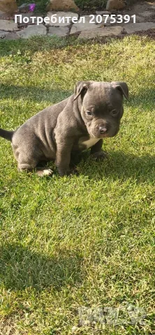 Топ Американско були покет American bully , снимка 7 - Други - 55673088