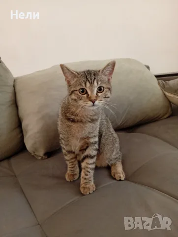 Коте Алис на 4 месеца си търси дом, снимка 2 - Други - 55904565