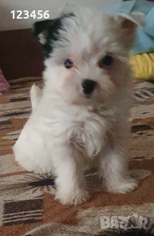 Малки йоркита бивър , снимка 3 - Йоркширски териер - 54003255