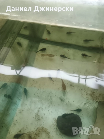 Декоративни риби - Хелер , снимка 6 - Рибки - 50343485