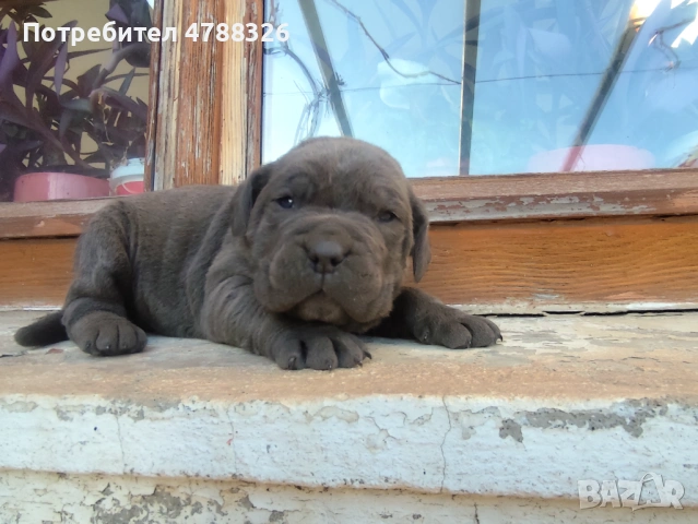 Продаваме кученца Кане Корсо , снимка 2 - Кане корсо - 54098983