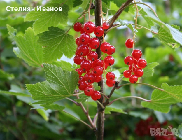 Червено френско грозде (Ribes spicatum 'Roselta'), снимка 2 - Градински цветя и растения - 52354412