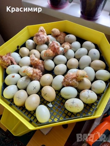 Зелени разплодни яйца от кокошка Великденска носачка Ексел 