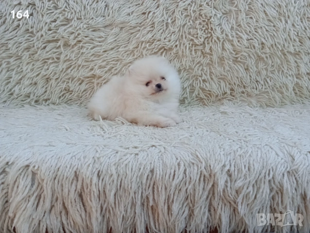 Мъжки Померан. Реални снимки от 06.04.26 г. , снимка 7 - Померан - 54106318