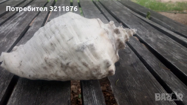 Декоративна раковина 