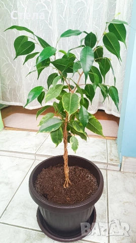 бял Бенджамин, Бегония , Хлорофитум , снимка 9 - Стайни растения - 46143435