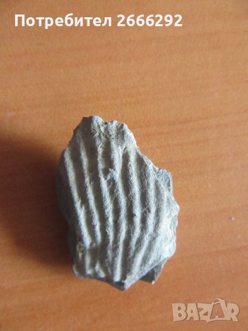 Фосил, снимка 2 - Колекции - 42096338