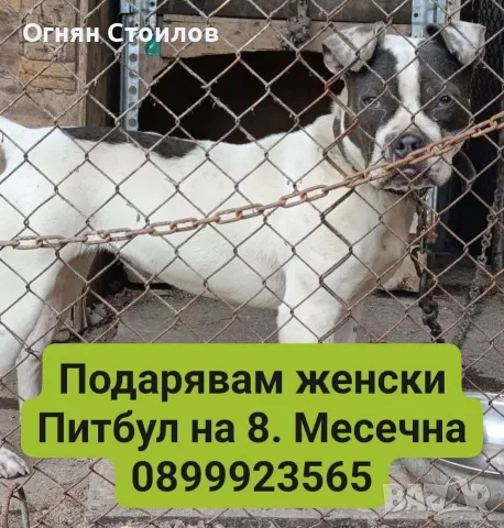 Подарявам женски Питбул на,8.Месеца