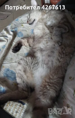 Сив Таби котарак търси дом, снимка 6 - Други - 55970428