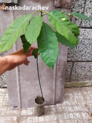 Авокадо растения , снимка 2 - Стайни растения - 38730496