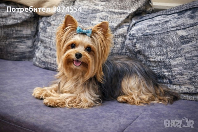 Йоркширски териер момче, снимка 5 - Йоркширски териер - 52920077