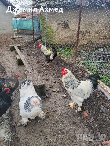 брами петли и носачки, снимка 3 - Кокошки и пуйки - 52910054