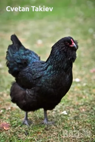 Яйца от Амераукана и Араукана 