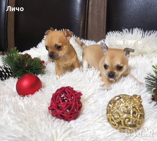 мини чихуахуа , снимка 2 - Чихуахуа - 52910706