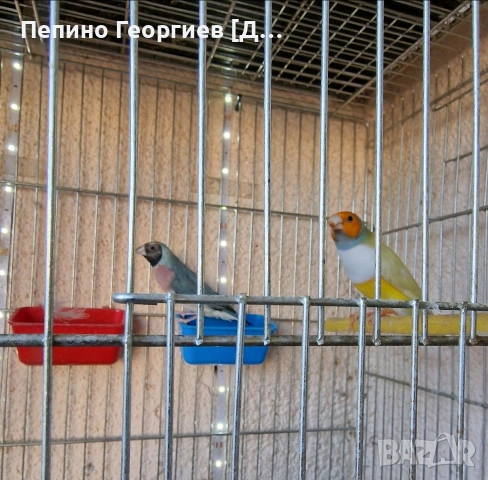 Гулдови Амадини, снимка 7 - Амадини - 53904009