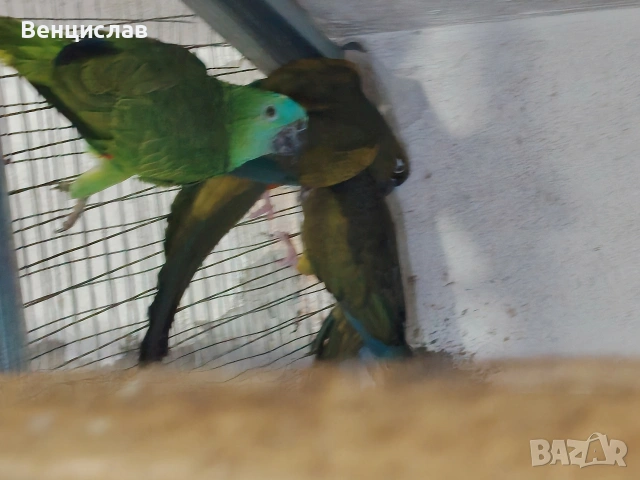 продавам папагали , снимка 7 - Папагали - 54076260