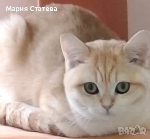 Британска късокосместа 