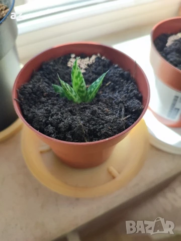 сукуленти бебета