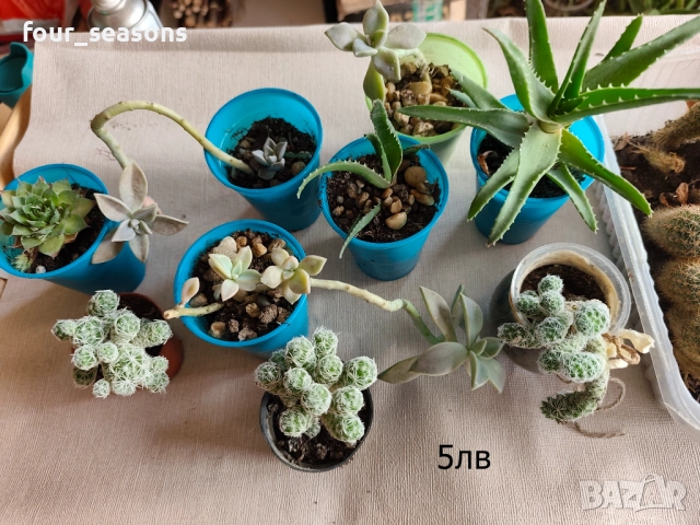 Кактуси, снимка 4 - Градински цветя и растения - 51905969