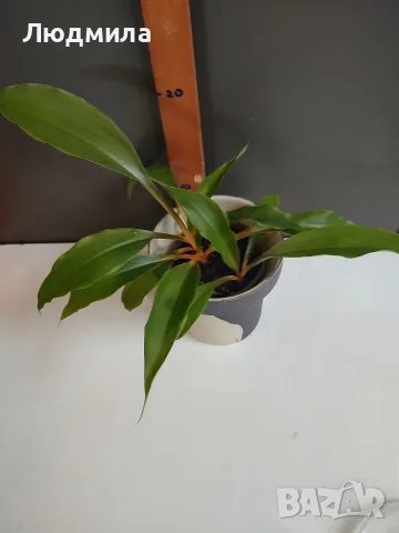 Хлорофитум Оранж Грин расад/Chlorophytum Orange Grimm, снимка 3 - Стайни растения - 51605298