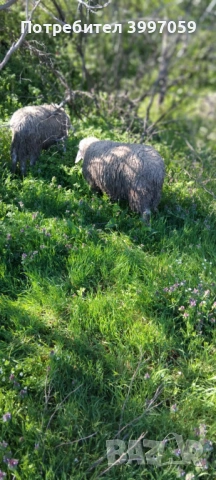 продавам 3 броя мъжки шилета, снимка 5 - Овце - 54127212