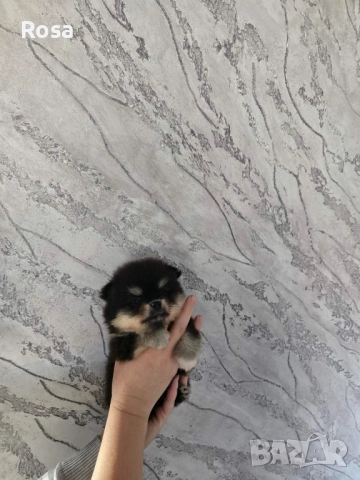 Продавам померани , снимка 3 - Померан - 52549306