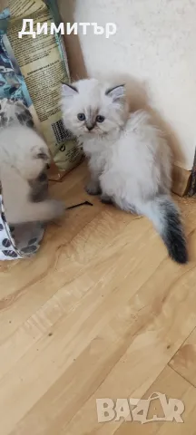 Дългокосместо шотландско мъжко, снимка 8 - Британска късокосместа - 50320973